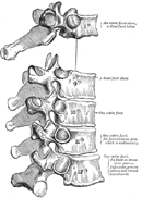 Grays Anatomy - Osteology