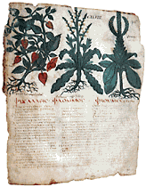 Dioscorides: De materia medica, Codex Neapolitanus, 7. rh.